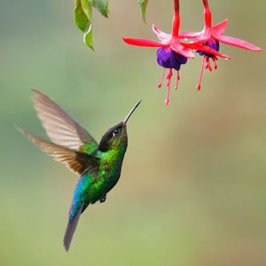 Meet your Posher, Bridget